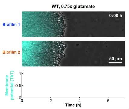 Bacteria Timesharing
