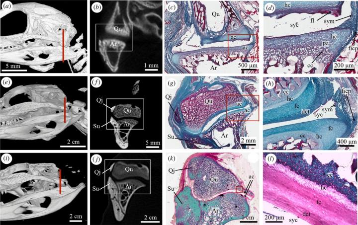 Figure 2: Micro-Computed Tomography and Histology of the Jaw