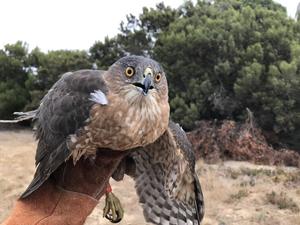 Adult Cooper's Hawk from LA Airport