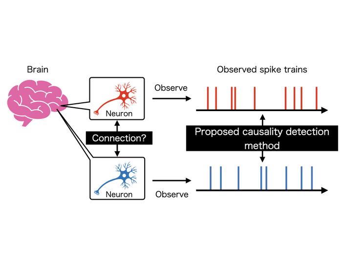 Detecting causality between neurons based on convergent cross mapping (CCM)