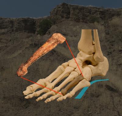 Fossilized Foot Bone Position