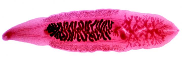 Researchers Map Clonorchiasis Risk Across China