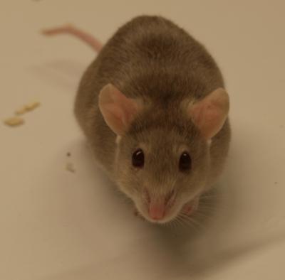 <I>Mastomys coucha</I> Rodent