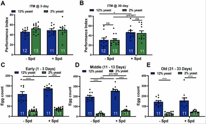 Spermidine supplementation and protein restriction protect from organismal and brain aging independently