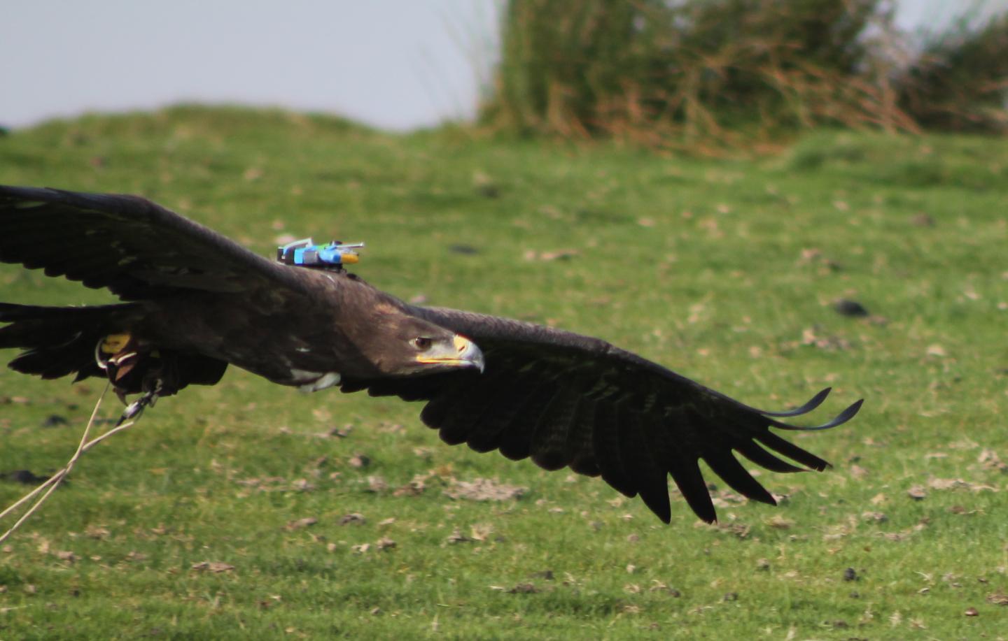Eagle's Flight Recorder