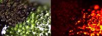 Microscopic Image of a Liverwort