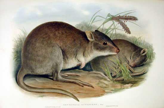 Bettong