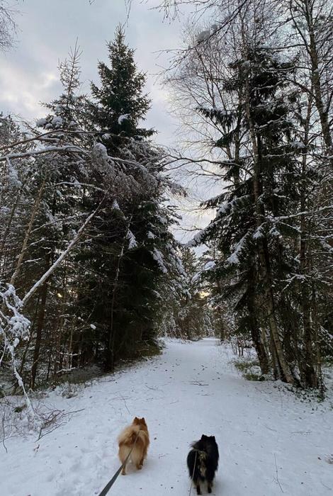 Walk in the forest
