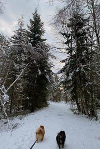 Walk in the forest