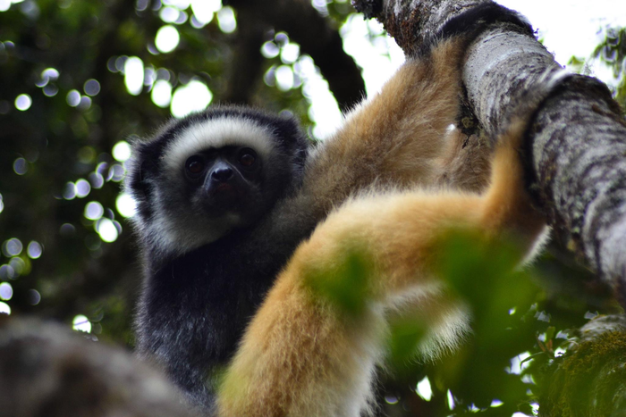 Diademed Sifaka