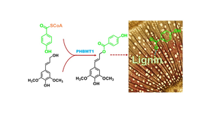 schematic of lignin sidechain pathway