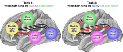 FPN Links Visual, Auditory and Motor Networks