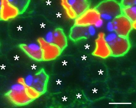 Essential Roles of dPob in the Biosynthesis of Multi-pass Transmembrane Proteins