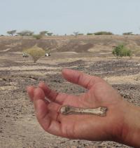 Hand Bone