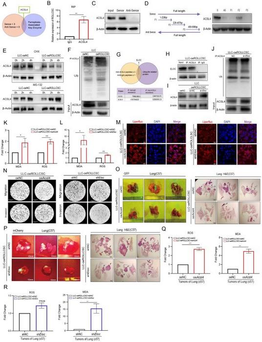 ACSL4/ELOC mediates the ferroptosis-inhibiting process of ROLLCSC in tumor cells.