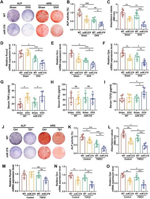 miR-378 was involved in TGFβ impaired osteogenesis in osteoporotic mice.