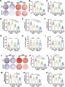 miR-378 was involved in TGFβ impaired osteogenesis in osteoporotic mice.