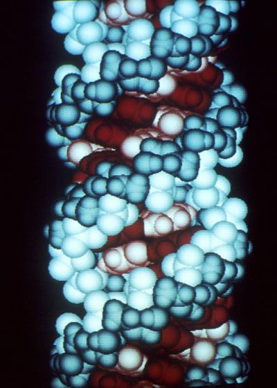 RNA Molecule