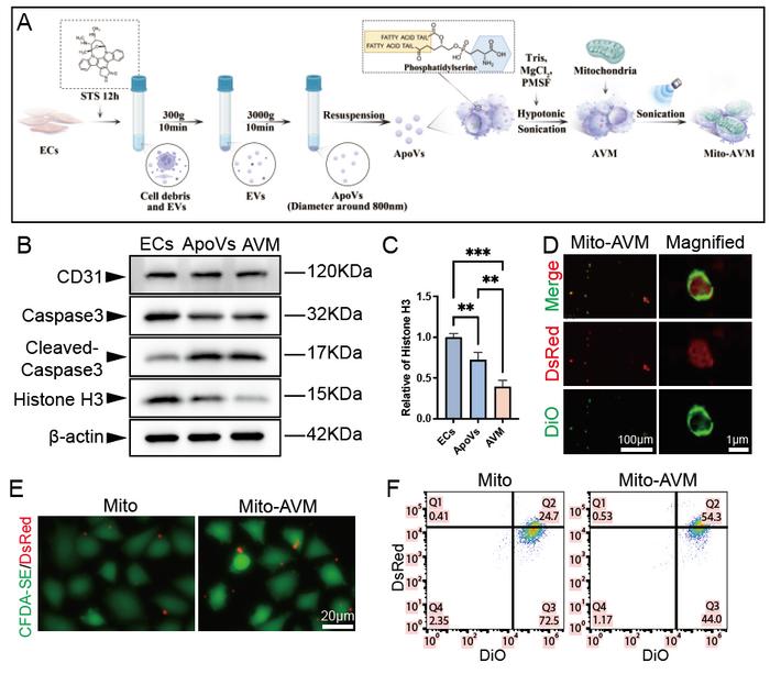 Fig. 2 Mito-AVM significantly enhances transplantation efficiency compared to free mitochondria.