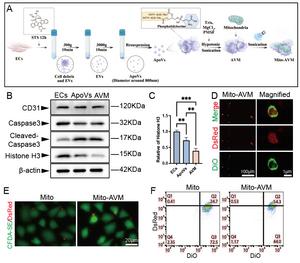 Fig. 2 Mito-AVM significantly enhances transplantation efficiency compared to free mitochondria.