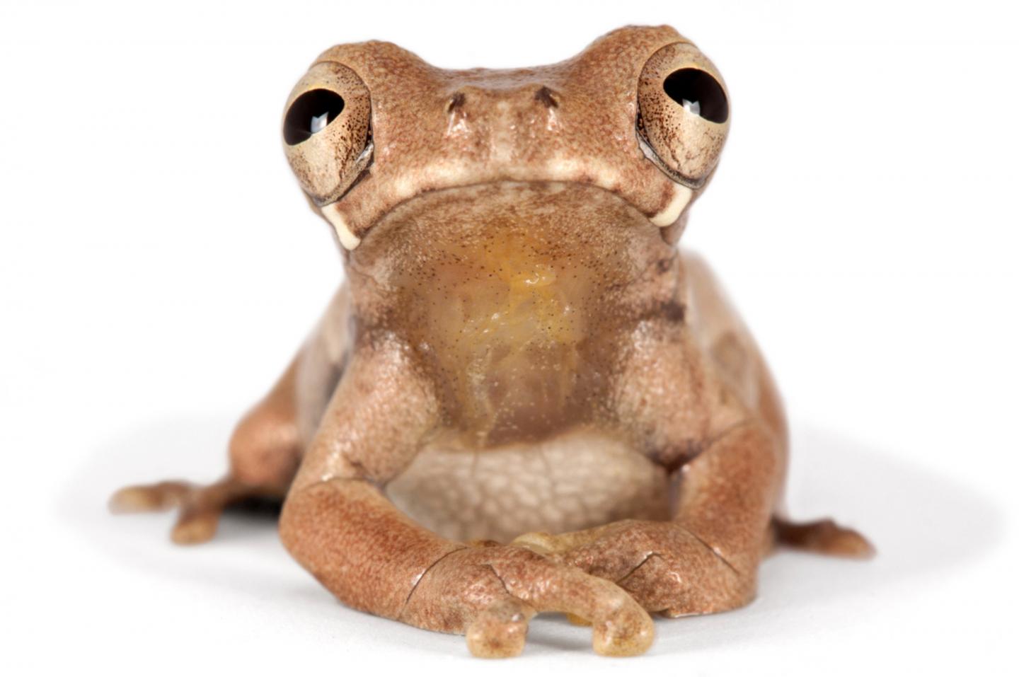 Sarayacu Treefrog
