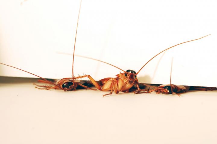 Cockroaches Can Squeeze through the Tinniest of Cracks