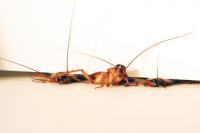 Cockroaches Can Squeeze through the Tinniest of Cracks