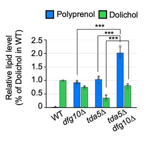 Relative dolichol and polyprenol in wild-type and mutant budding yeast