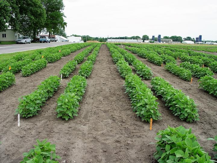 Soy Trial Plots