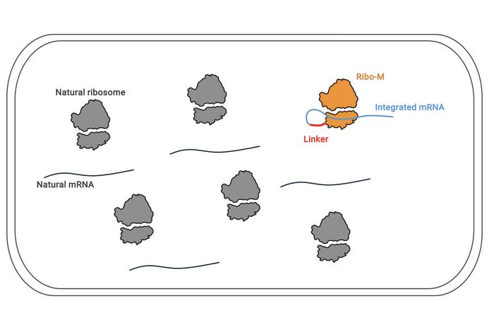 Ribosomes