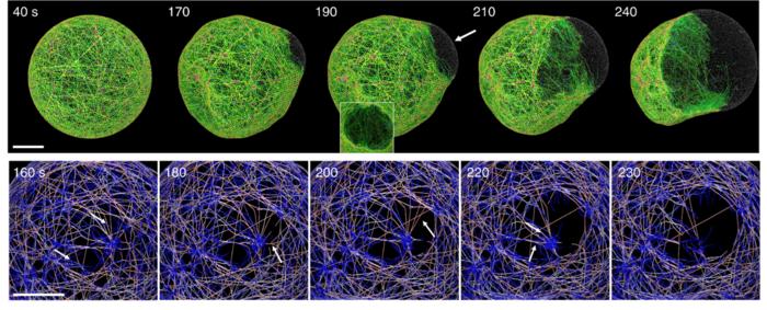 Agent-based computational model for dissecting the molecular mechanism of bleb formation