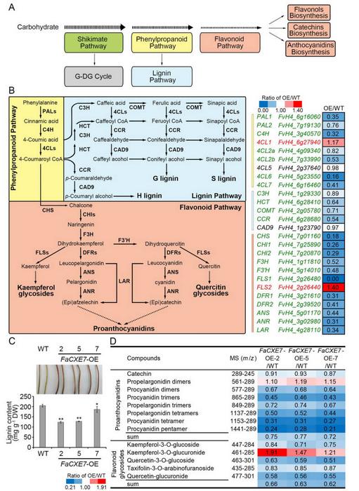FaCXE7 causes crosstalk with other metabolic pathways in strawberry plants.