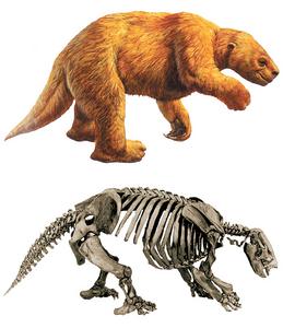 Sabertooths originated in both North and South America