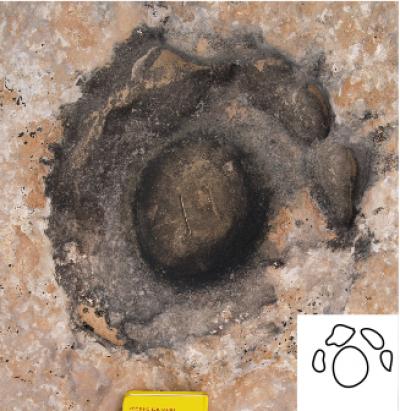 Sauropodomorph Dinosaur Track