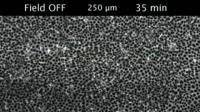 Scientists Discover How to Herd Cells
