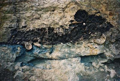 The Epic Origin of the Amazon (5 of 9)