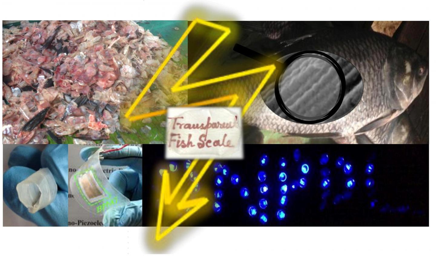 Fish 'Biowaste' Converted to Piezoelectric Energy Harvesters