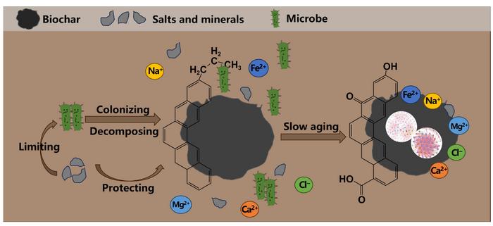 Increased soil salinization slows biochar aging and limits microbial colonization