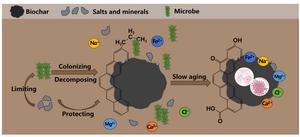 Increased soil salinization slows biochar aging and limits microbial colonization