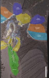 Feather distribution of the Chicago Archaeopteryx