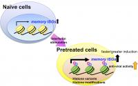 Schematic of the Interferon-Stimulated Memory Effect