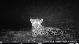 Jaguar (Panthera onca)