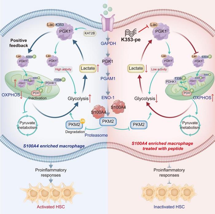 Fig. 1 Graphical abstract