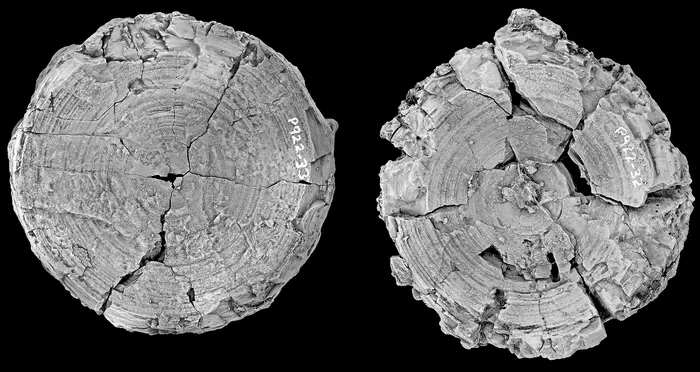 Giant fossil shark vertebrae from Australia