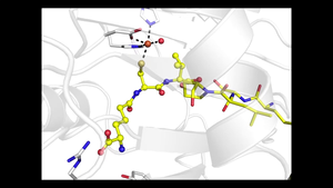 Beta-lactam enzymatic reaction