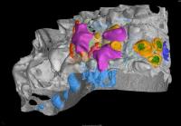 <i>Lophosteus</i> Jaws (3 of 3)