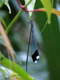 Damselfly <i>Megaloprepus</i>