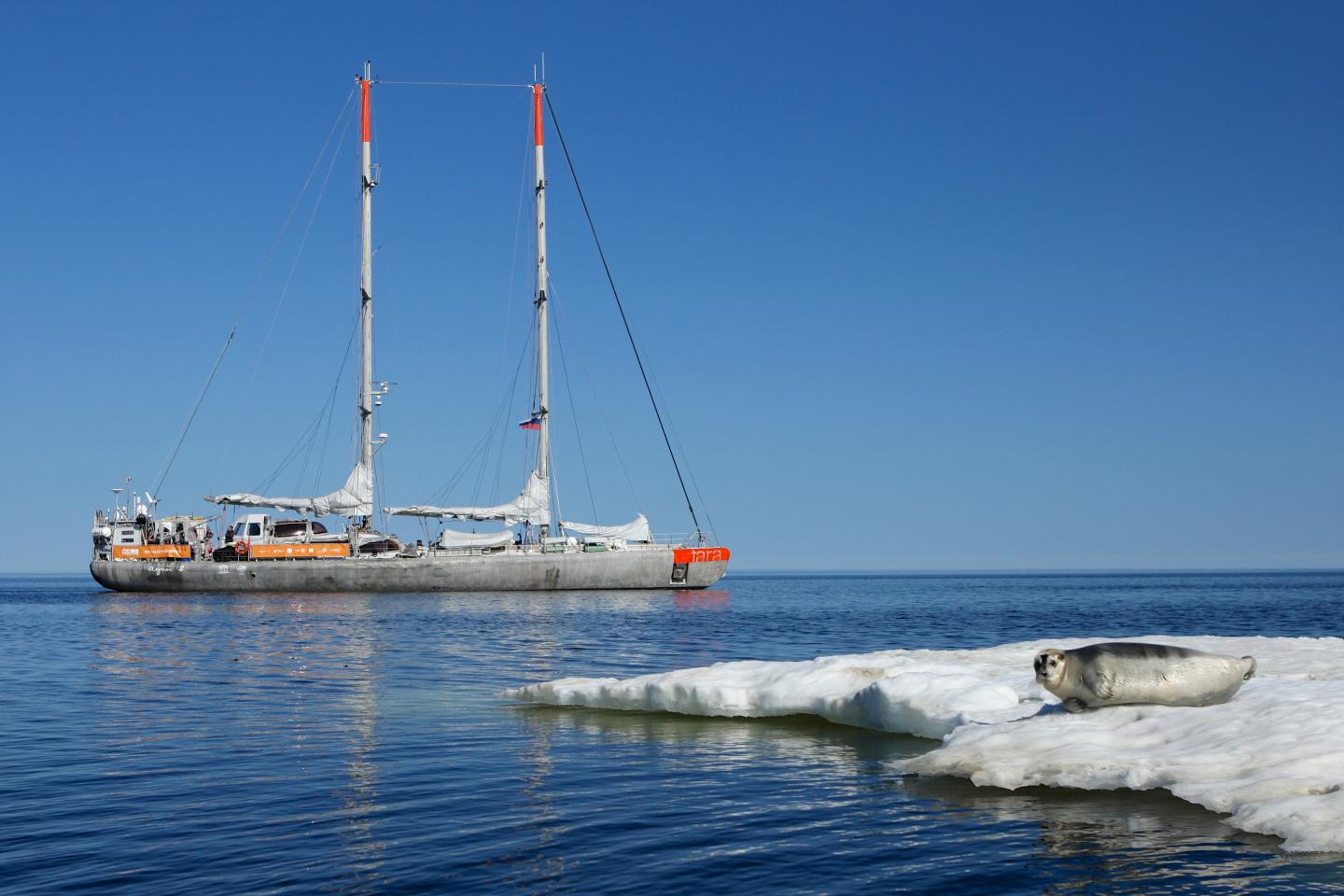 Ocean Current Dumps Plastic in Remote Arctic Waters