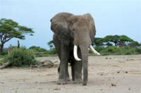 Elephants