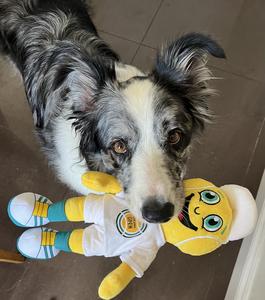 Dog brings the toy